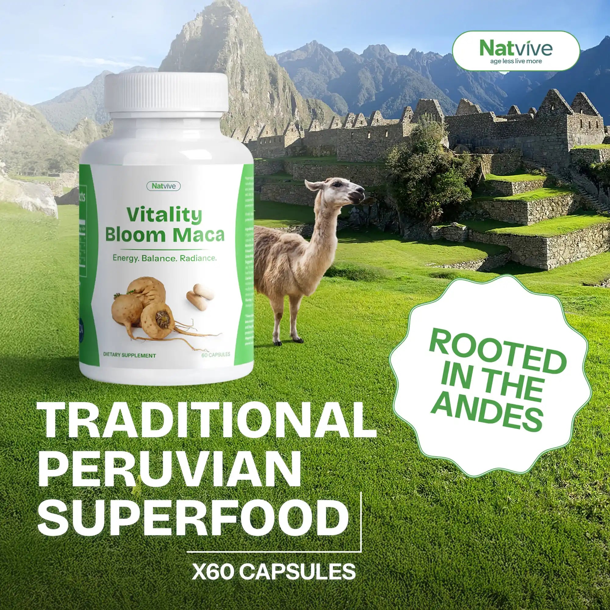 Ancient Peruvian Maca — Rooted in Tradition, Crafted for Modern Balance